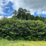 家康を辿る城旅「野田城」！武田信玄が生涯最後に攻めた城、信玄狙撃伝説も