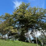 城ぶら「神指城」！関ヶ原へと繋がる幻の巨城跡…景勝、家康、それぞれの思惑は？